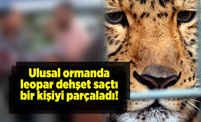 Ulusal ormanda leopar dehşet saçtı, bir kişiyi parçaladı!