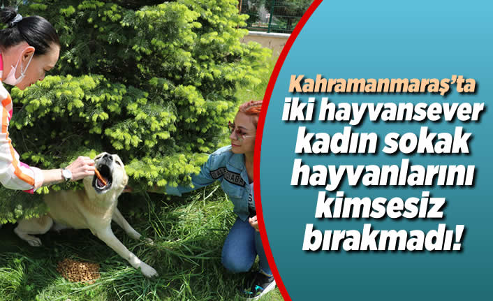 Kahramanmaraş'ta iki hayvansever kadın sokak hayvanlarını kimsesiz bırakmadı!