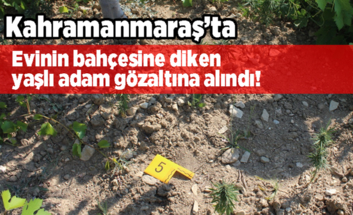 Kahramanmaraş'ta evinin bahçesine diken yaşlı adam gözaltına alındı!