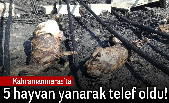 Kahramanmaraş'ta 5 hayvan yanarak telef oldu!