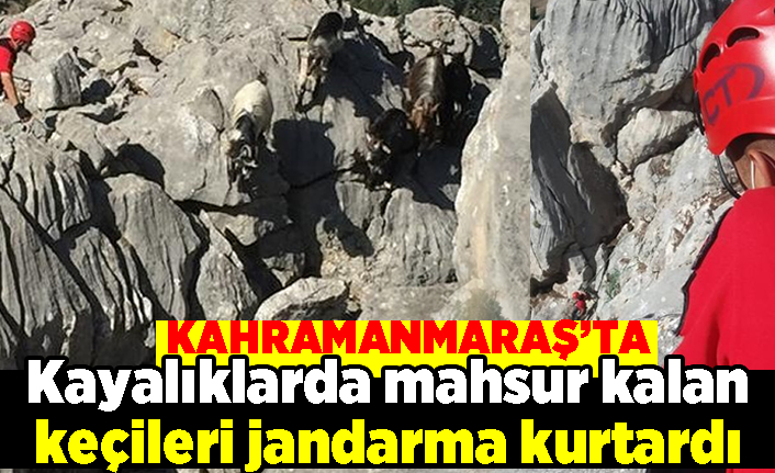 Kahramanmaraş'ta kayalıklarda mahsur kalan keçileri jandarma kurtardı