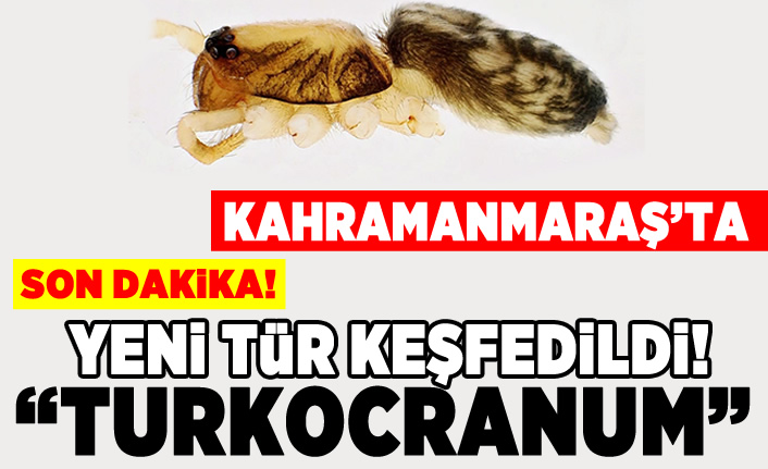 Kahramanmaraş'ta yeni tür keşfedildi! "Turkocranum"