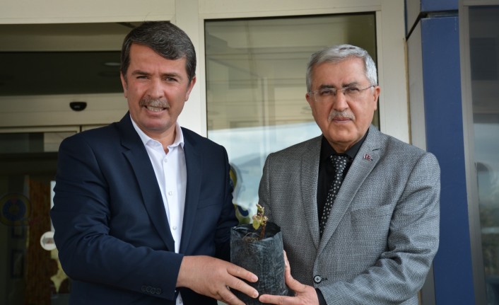 Üniversitemiz ve Türkoğlu Belediyesi İşbirliğiyle Bölge Tarımına Katkı Sağlayacak Labrusca Üzüm Yetiştiriciliği Çalışmalarına Başlandı