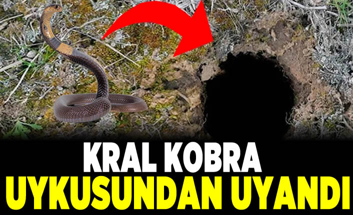 Artan hava sıcaklığı Kral kobra'yı uykusundan uyandırdı! Tek ısırığıyla 22 insanı öldürebilir